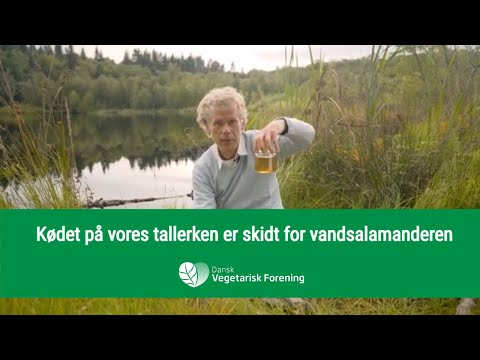 Kødet på vores tallerken er skidt for vandsalamanderen 🆘 Martin Keller︱Dansk Vegetarisk Forening 🌱