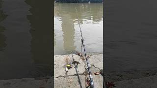 Download lagu Ceritane wong lagi mancing #fish #fishing #mancing #river #food #foodie #mancingmania #catfish #fyp mp3