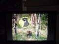 DisneyPedia JungleMania