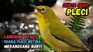 Download lagu Pleci Betina Birahi Memanggil Jantan, Pleci Jantan Langsung Gacor mp3 Download lagu Pleci Betina Birahi Memanggil Jantan, Pleci Jantan Langsung Gacor mp3