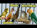 RAJANYA MASTERAN BURUNG LOMBA KOMBINASI TEMBAKAN TAJEM Berjedah Kenari C Jenggot Cililin Tembak