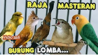 Download lagu RAJANYA MASTERAN BURUNG LOMBA || KOMBINASI TEMBAKAN TAJEM berjedah kenari, c,jenggot ,cililin,tembak mp3