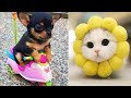 Funniest Animals 2024 😂 Best Funny Cats and Dogs 😻🐶 Part 12 | Cute Baby Dogs