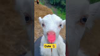 Download lagu cute goat #goatshort #goat #memna #shorts mp3