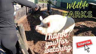 Oakvale Wildlife Park #102 | wild animals, animal videos, reptiles, animals, birds, animal sounds