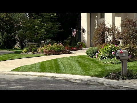 2 Weeks after install | Sod the Right Way vs Wrong Way