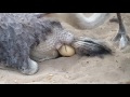 Ostrich Laying Egg
