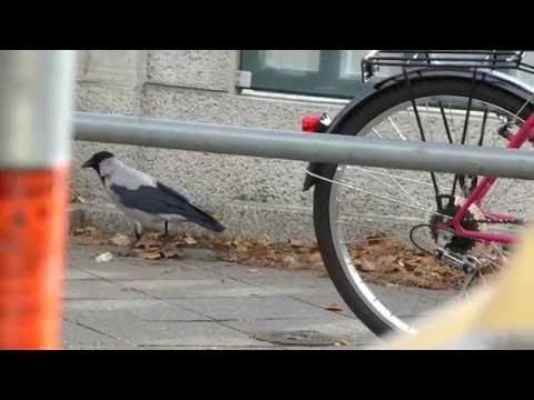 The Hooded Crow Makes Some Noise
