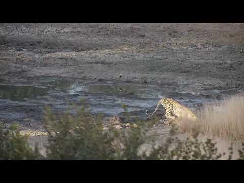 Djuma: Leopard-Hosana male along with Hyena - 17:23 - 06/19/19