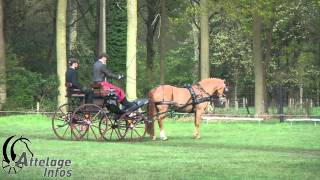 preview picture of video 'Gilles Pirotte   Dressage   Zandhoven CAN 2014'