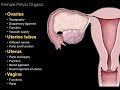01.Female Repro System. Pelvic organs