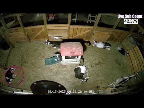 Baby Goat, Salem live webcam