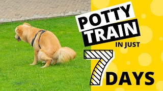 How to Potty Train your Golden Retriever in 7 Days
