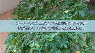 ベランダ　プランターであばしゴーヤを育ています。（うどんこ病）（つる割病）
