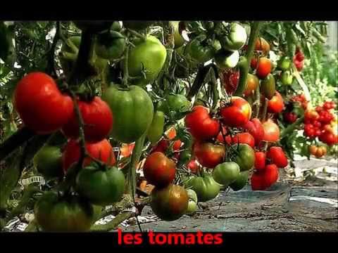comment traiter l'oidium des tomates