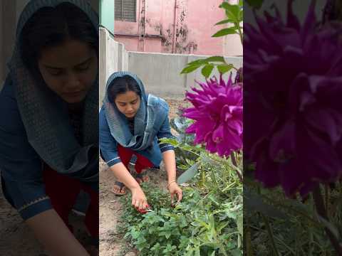 Iftar mei banaya mutton haleem