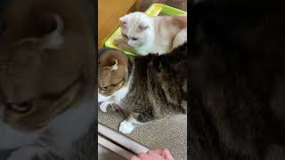 【猫多頭飼い】帰宅後の猫たち #猫かわいい #猫動画  #ネコ #ねこ #cats