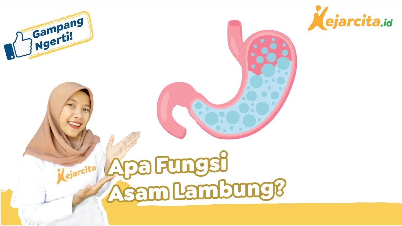 Fungsi HCL atau Asam Lambung pada Pencernaan Manusia | IPA SMP