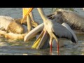 CROCODILE EATS HD