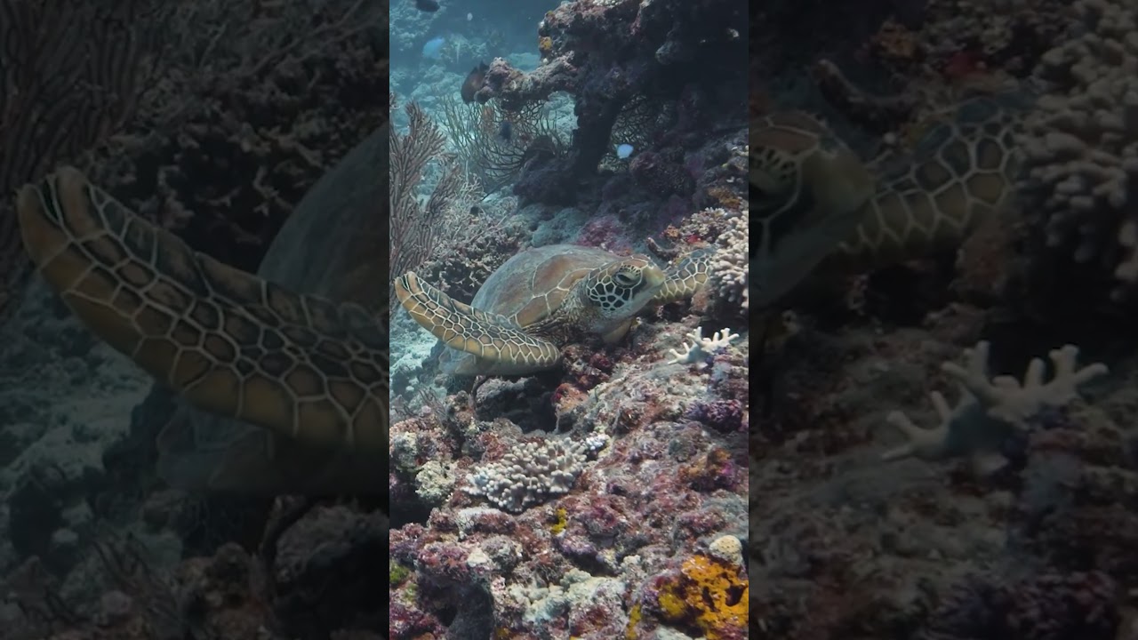 Bring a moment of calm to your day and take 30 seconds to watch this nature video.
