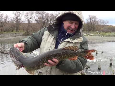 Дедушкин трофей