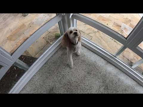 Lerner and Pooch - Small Breed Training video.