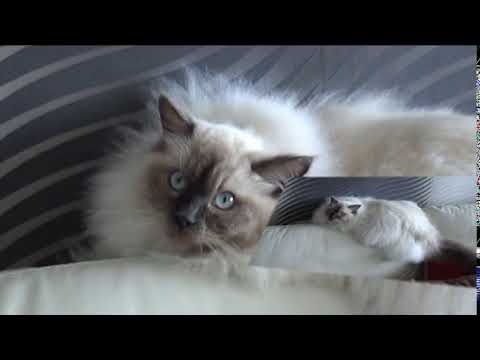 Very cute Ragdoll cats Tristan & Shania, part 4 (1 year old)