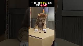 一挙一動が笑える面白にゃんこ#にゃんこ  #猫との暮らし #ペット動画 #癒し動物 #もふもふ猫 #かわいい猫#にゃんこ #猫日常 #面白い猫