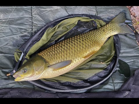 Lov amura z hladiny na pečivo: Jak na to?