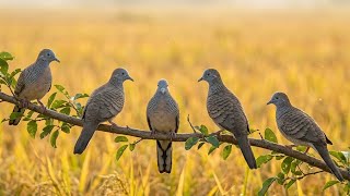 Download lagu Suara Pikat Burung Perkutut Ampuh & Jernih | Pancing Perkutut Liar Cepat Turun || jebakan bocil mp3