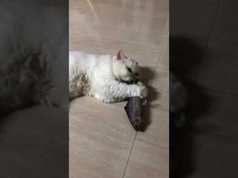 Cat gives fish a bath