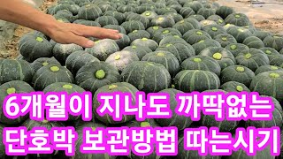 6개월이 지나도 까딱없는 단호박 보관방법 및 따는시기 미니밤단호박,단호박 재배방법,키우우기