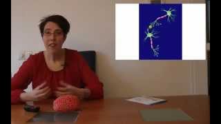 Hoe leren je hersenen? Voor kinderen