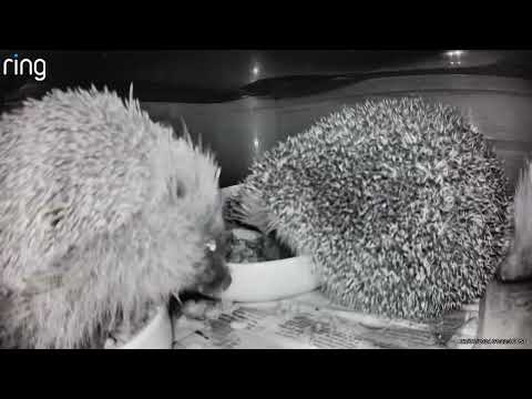 3 is a crowd - hedgehogs in feeding station