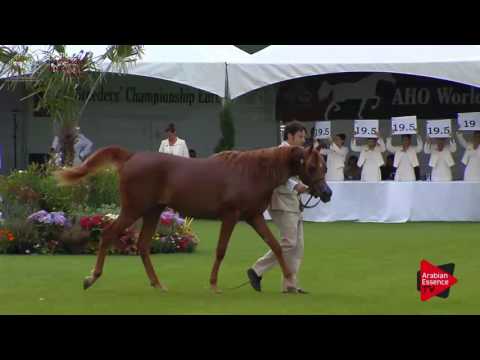 N.47 PICASSO DI MAR - Chantilly 2017 European Breeders'Championship - Yearling Colts (Class 5A)