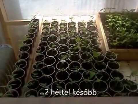 A paradicsom termesztése cserépben: Meleget és vizet igényel | Hello Tesco