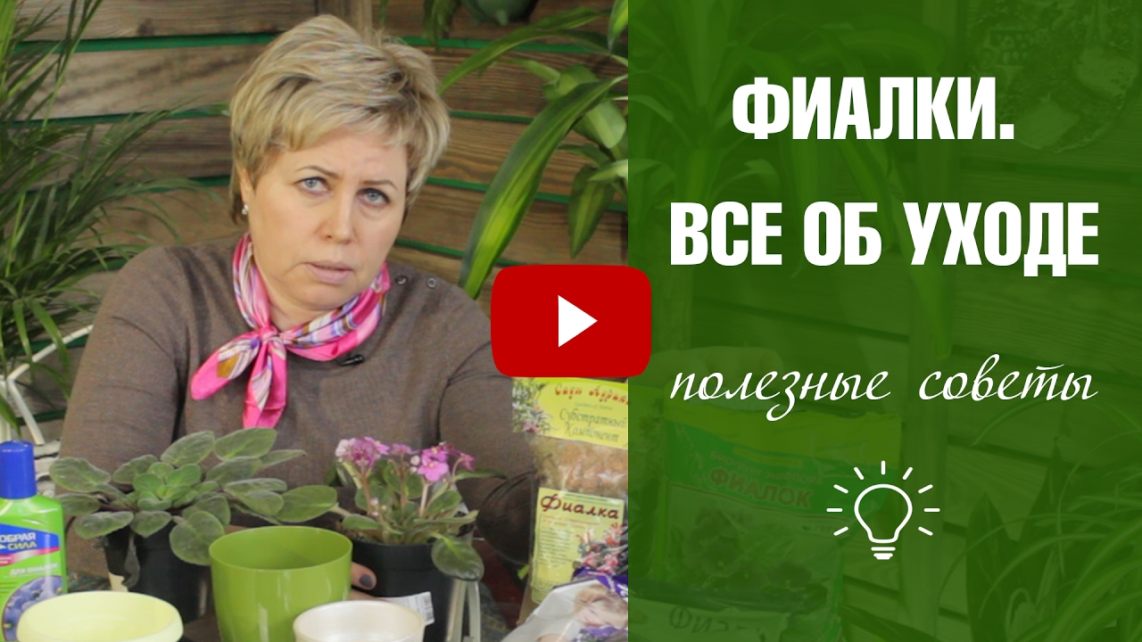 Фиалка в домашних условиях 🌼 Правила выращивания и ухода 🌼 Фиалки ликбез с Хитсад