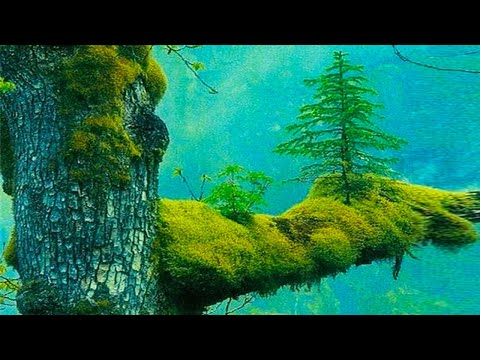 Strangest Tree And Plant Species You Won’t Believe Are Real