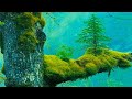 How These Bizarre Trees And Plants Defy Nature