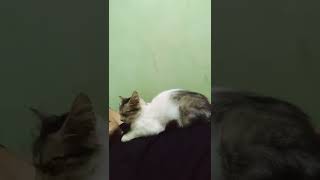 Download lagu Si Ketty Manja Banget mp3