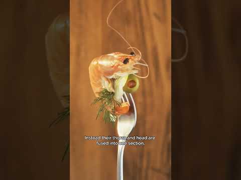 Where Is a Shrimp’s Heart? 🦐❤️🤔