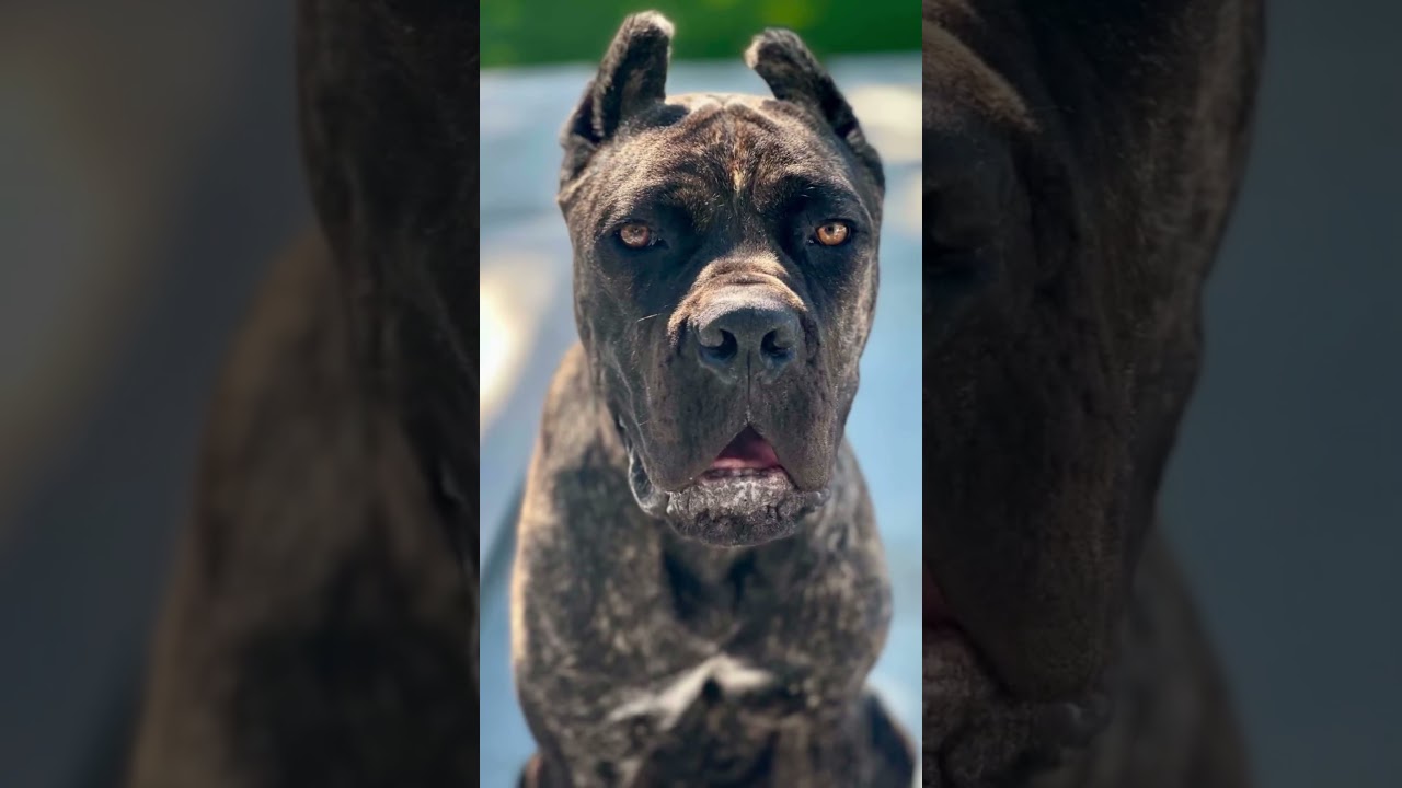 Rocco, an adoptable Cane Corso in Citrus Heights, CA video 6/6