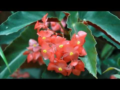 Liona Boyd (United Kingdom / Canada) - If Only Love