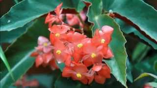 Liona Boyd (United Kingdom / Canada) - If Only Love