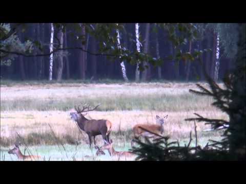 Hirsch bei bestem Licht erlegt - 1. Teil