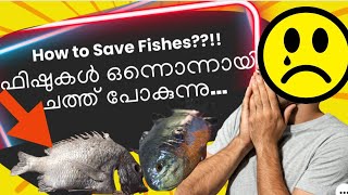 ഫിഷുകൾ ഒന്നൊന്നായി ചത്ത് പോകുന്നു...Why my fishes are dying????!!! How to prevent fish death??!!