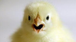 BABY CHICK Video