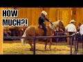 HORSE AUCTION These Prices Are CRAZY