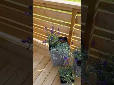 Trodde vi fikk besøk av en kolibri...men neida. En sjelden insekt art, ialf her i Norge 😀