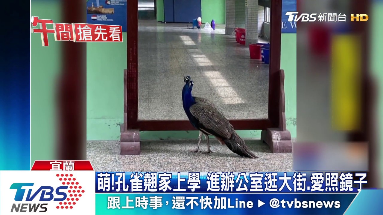 萌!孔雀翹家上學 進辦公室逛大街、愛照鏡子